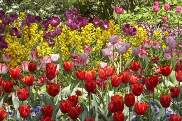 Framed Print : Tulips in St Jamess Park, London, England, United Kingdom Framed Print : Tulips in St Jamess Park, London, England, United Kingdom