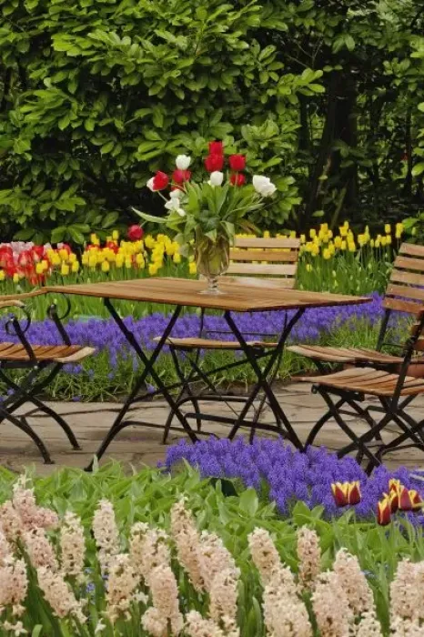 Framed Print : Tulips of table Framed Print : Tulips of table