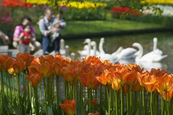 Tulips, tourists and swans in Keukenhof Gardens, Amsterdam, Netherlands