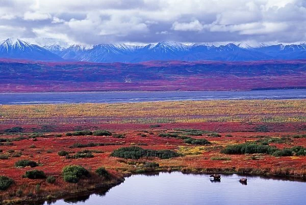 The tundra of Denali National Park in the late summer with two moose in a pond. The