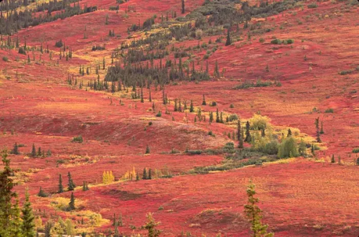 Framed Print : The tundra of Denali National Park in the late summer turns bright red from the blueberries