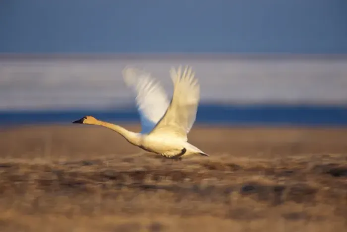 Framed Print : tundra swan, Cygnus columbianus, or whistling swan, in flight, Arctic National Wildlife Refuge Framed Print : tundra swan, Cygnus columbianus, or whistling swan, in flight, Arctic National Wildlife Refuge