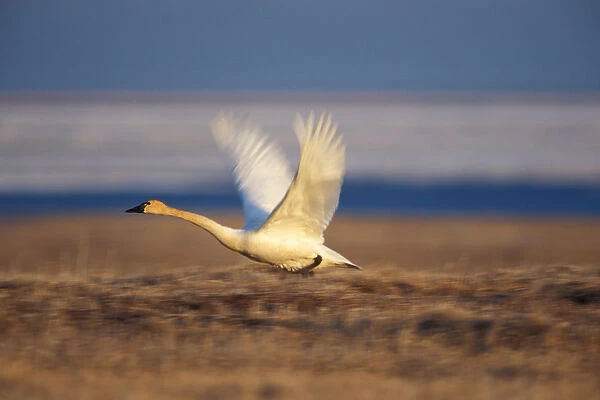 tundra swan, Cygnus columbianus, or whistling swan, in flight, Arctic National Wildlife Refuge