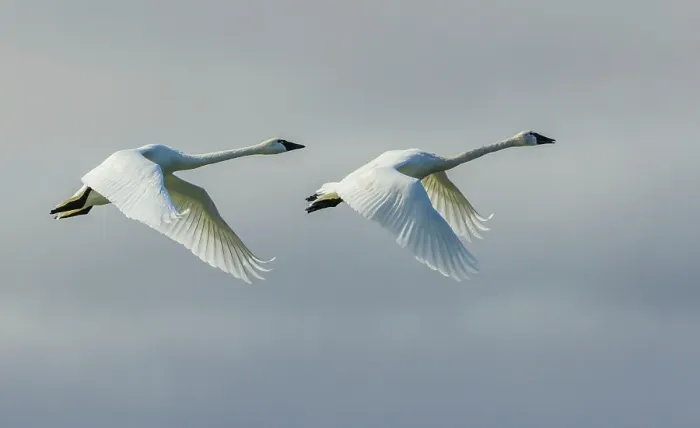 Framed Print : Tundra swan pair flying over the arctic tundra of Northern Manitoba Framed Print : Tundra swan pair flying over the arctic tundra of Northern Manitoba