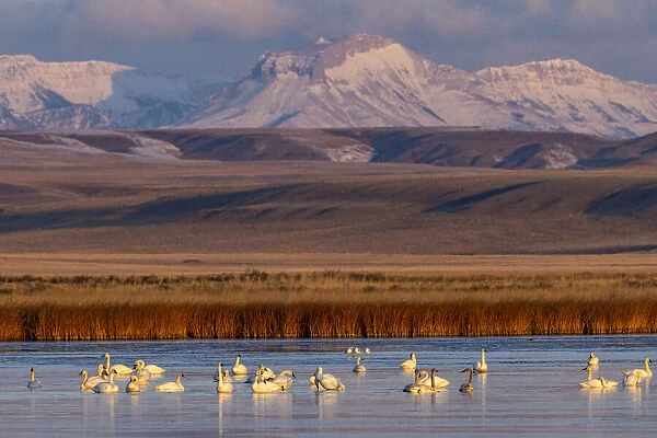 Tundra Swans with Ear Mountain in background during spring migration at Freezeout Lake