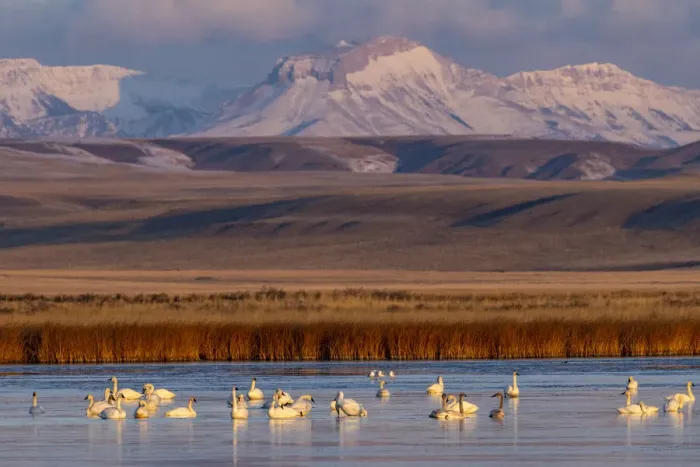 Framed Print : Tundra Swans with Ear Mountain in background during spring migration at Freezeout Lake Framed Print : Tundra Swans with Ear Mountain in background during spring migration at Freezeout Lake