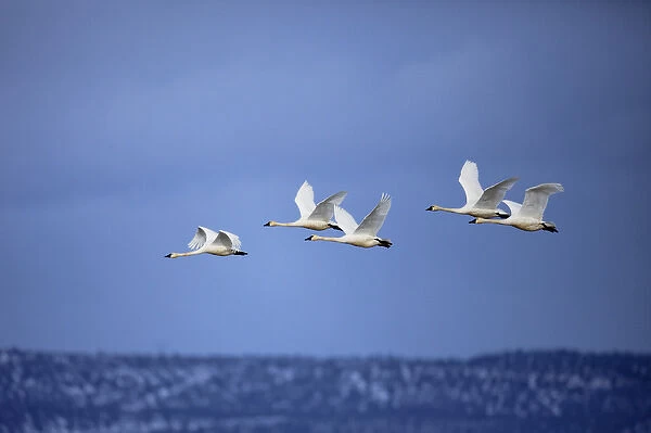 Tundra Swans in flight, Cygnus columbianus, Klamath Basin, Klamath Falls, Oregon