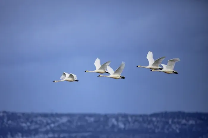 Framed Print : Tundra Swans in flight, Cygnus columbianus, Klamath Basin, Klamath Falls, Oregon
