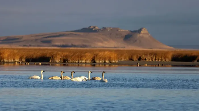 Framed Print : Tundra swans at Freezeout Lake Wildlife Management Area near Choteau, Montana, USA Framed Print : Tundra swans at Freezeout Lake Wildlife Management Area near Choteau, Montana, USA