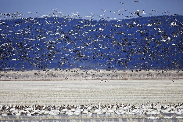 Tundra Swans and Greater White-fronted geese in flight, Klamath Basin, Klamath Falls