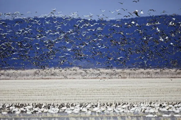 Framed Print : Tundra Swans and Greater White-fronted geese in flight, Klamath Basin, Klamath Falls Framed Print : Tundra Swans and Greater White-fronted geese in flight, Klamath Basin, Klamath Falls