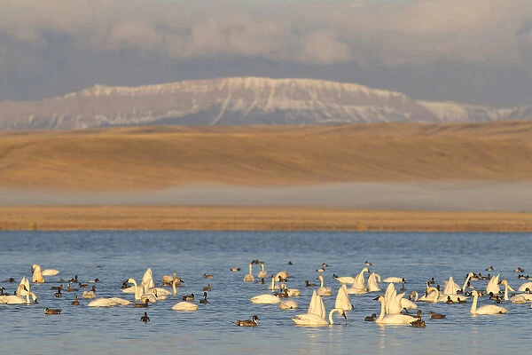 Tundra Swans and northern pintail ducks at Freezeout Lake WMA along the Rocky Mountain