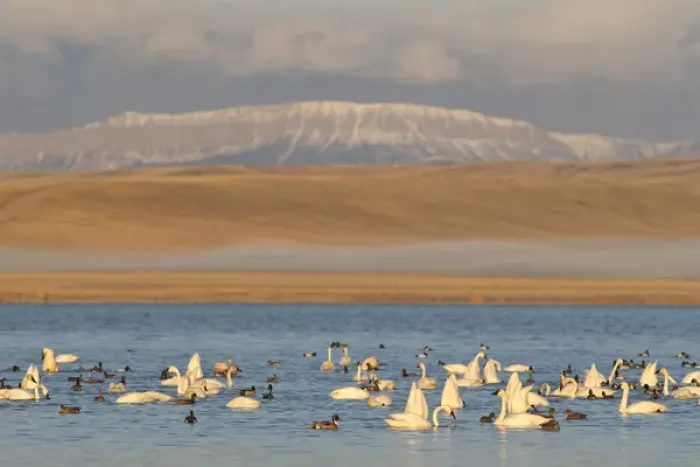 Framed Print : Tundra Swans and northern pintail ducks at Freezeout Lake WMA along the Rocky Mountain Framed Print : Tundra Swans and northern pintail ducks at Freezeout Lake WMA along the Rocky Mountain