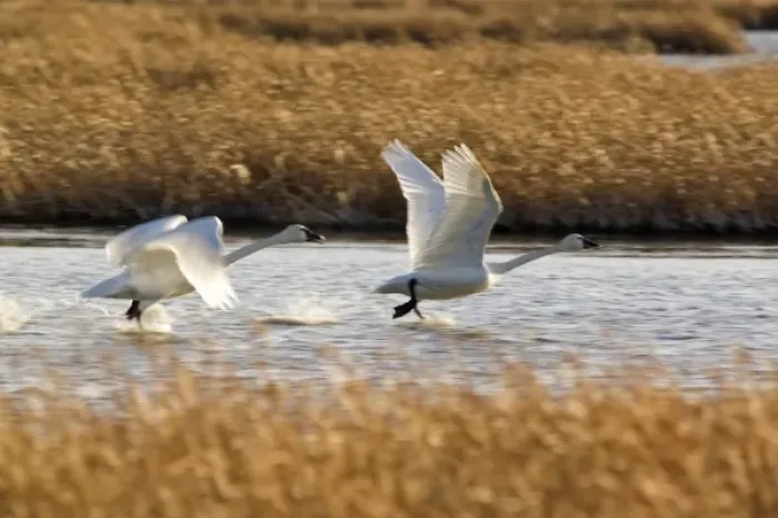 Framed Print : Tundra Swans prepare for flight at Freezeout Lake NWR in Montana Framed Print : Tundra Swans prepare for flight at Freezeout Lake NWR in Montana