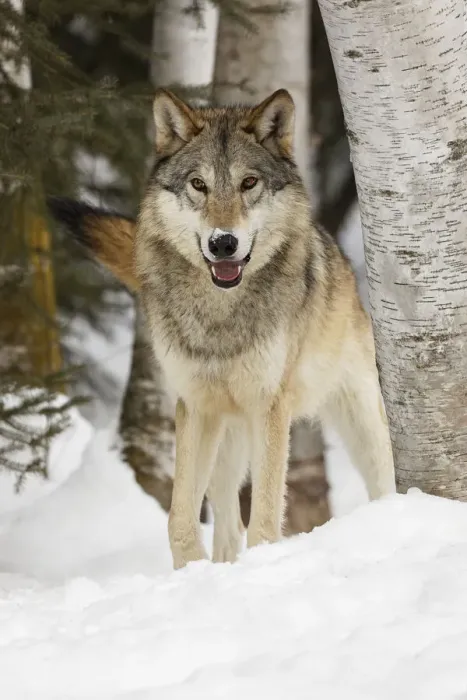 Framed Print : Tundra wolf, Canis lupus albus, in winter, controlled situation, Montana Framed Print : Tundra wolf, Canis lupus albus, in winter, controlled situation, Montana