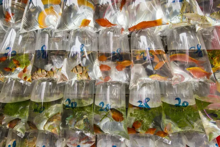 Framed Print : Tung Choi Street Goldfish Market, Mongkok, Kowloon, Hong Kong, China