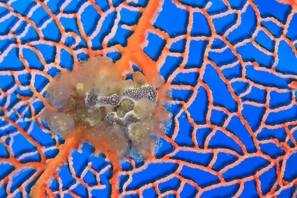tunicates on sea fan, Scuba Diving at Tukang Besi  /  Wakatobi Archipelago Marine Preserve