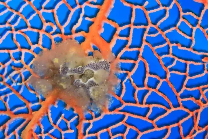 Framed Print : tunicates on sea fan, Scuba Diving at Tukang Besi  /  Wakatobi Archipelago Marine Preserve