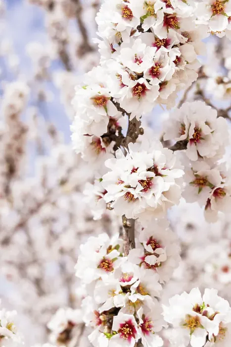 Framed Print : Tunisia. Almond blossoms in orchard