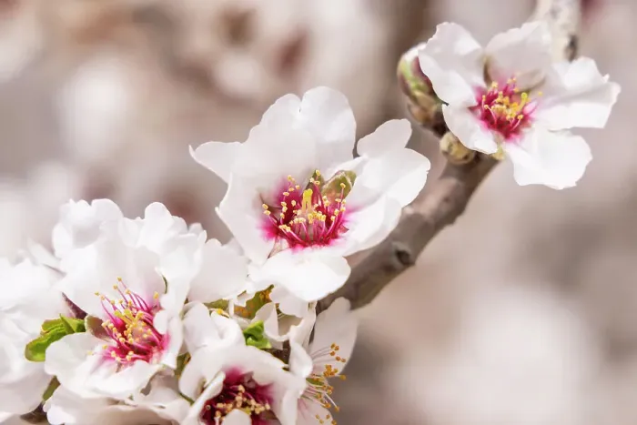 Framed Print : Tunisia. Almond blossoms in orchard Framed Print : Tunisia. Almond blossoms in orchard
