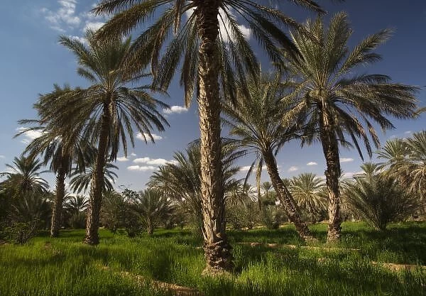Tunisia, Ksour Area, Ksar Ghilane, date palm oasis