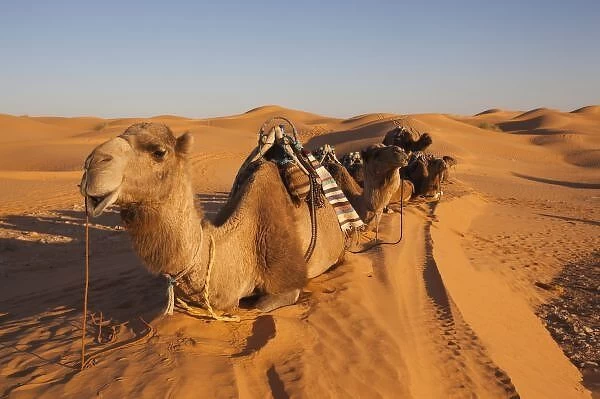 Tunisia, Ksour Area, Ksar Ghilane, Grand Erg Oriental Desert, camel caravan