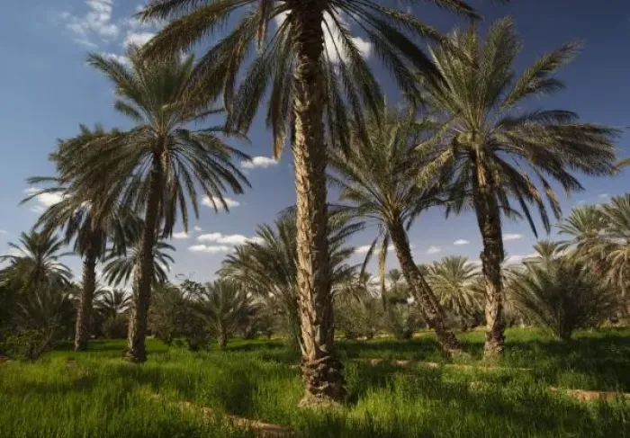 Framed Print : Tunisia, Ksour Area, Ksar Ghilane, date palm oasis Framed Print : Tunisia, Ksour Area, Ksar Ghilane, date palm oasis