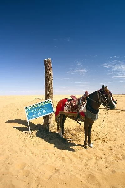 Tunisia, Ksour Area, Ksar Ghilane, horse in the desert