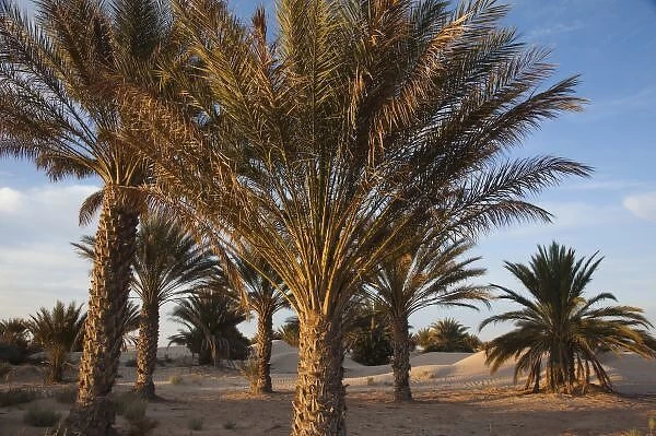 Tunisia, Sahara Desert, Douz, Great Dune, palm trees, dawn
