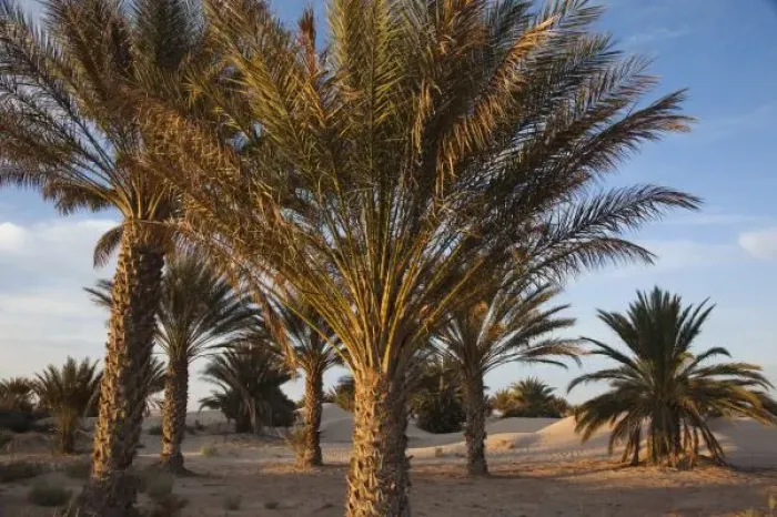 Framed Print : Tunisia, Sahara Desert, Douz, Great Dune, palm trees, dawn Framed Print : Tunisia, Sahara Desert, Douz, Great Dune, palm trees, dawn