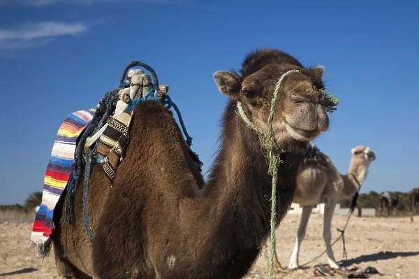 Tunisia, Sahara Desert, Douz, Zone Touristique, Great Dune, camels