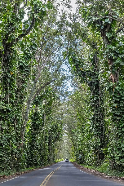 Tunnel of trees, Maluhia Road, Kauai, Hawaii, USA