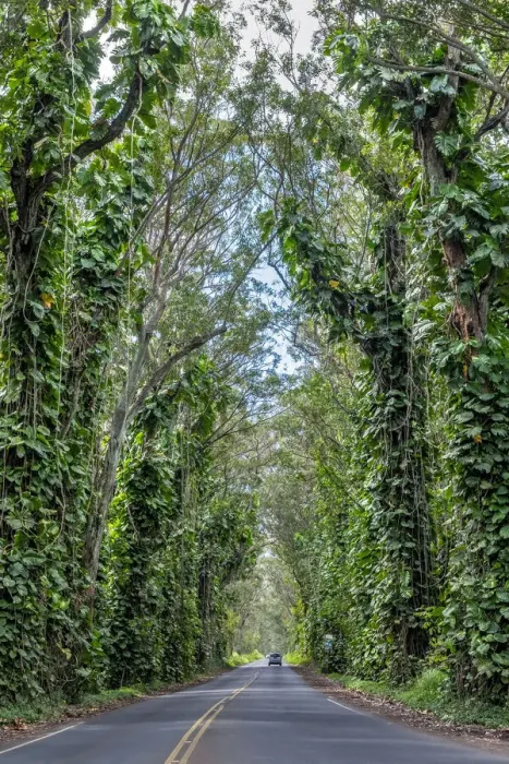 Framed Print : Tunnel of trees, Maluhia Road, Kauai, Hawaii, USA Framed Print : Tunnel of trees, Maluhia Road, Kauai, Hawaii, USA