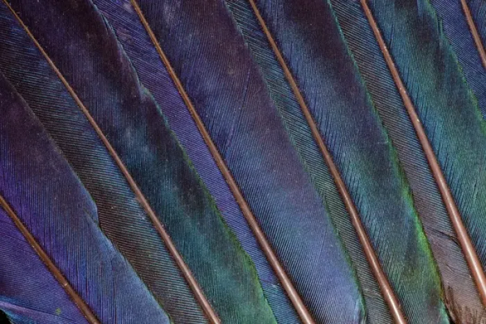 Framed Print : Turaco feathers Framed Print : Turaco feathers