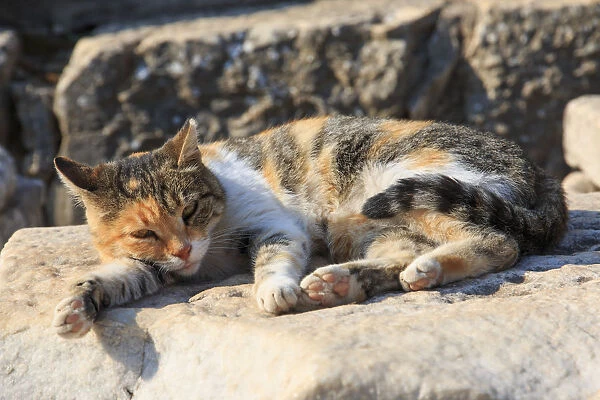 Turkey, Ephesus, Cat rests in the sunshine