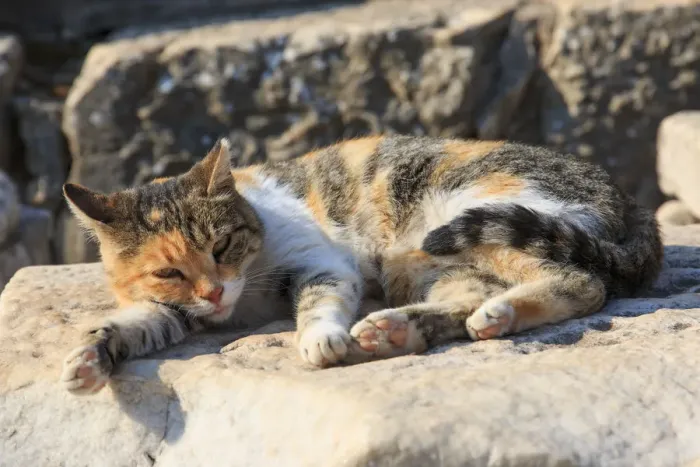 Framed Print : Turkey, Ephesus, Cat rests in the sunshine Framed Print : Turkey, Ephesus, Cat rests in the sunshine
