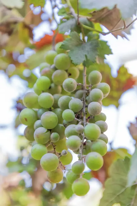 Framed Print : Turkey, Nazilli. Bunch of grapes on the vine