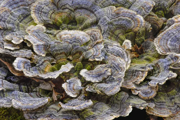 Framed Print : Turkey tail bracket fungi. The Parklands, Louisville, Kentucky