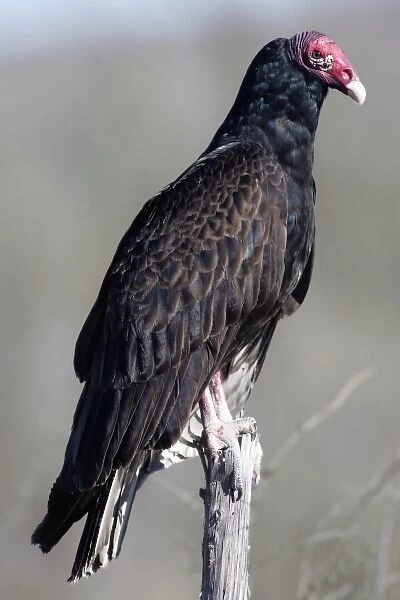 Turkey vulture (Cathartes aura), also called turkey buzzard, common bird of the United