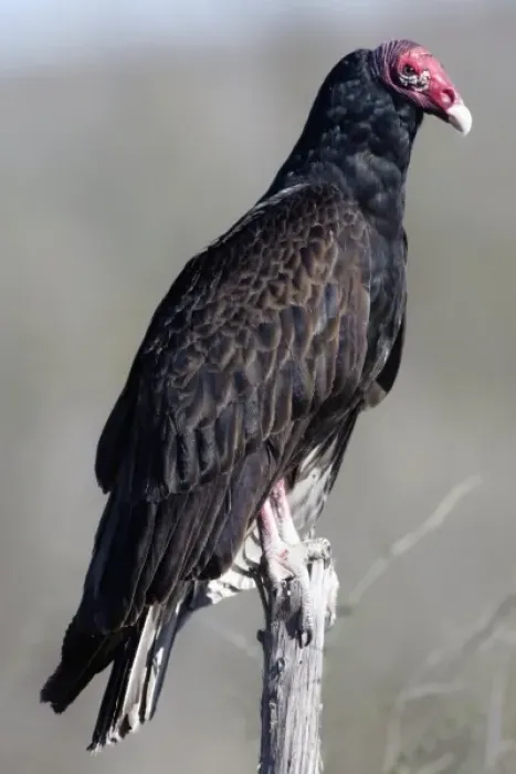 Framed Print : Turkey vulture (Cathartes aura), also called turkey buzzard, common bird of the United