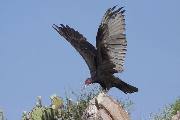 Turkey Vulture (Cathartes Aura) spreading wings to warm