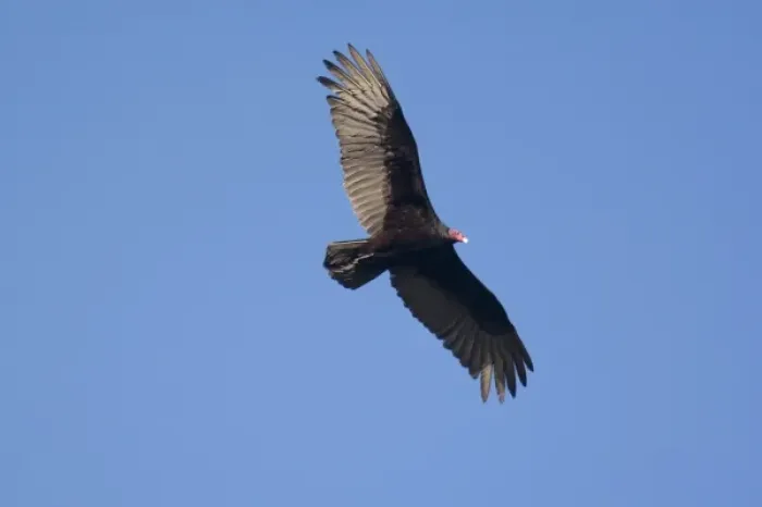 Framed Print : Turkey vulture in flight near Big Sur, California Framed Print : Turkey vulture in flight near Big Sur, California