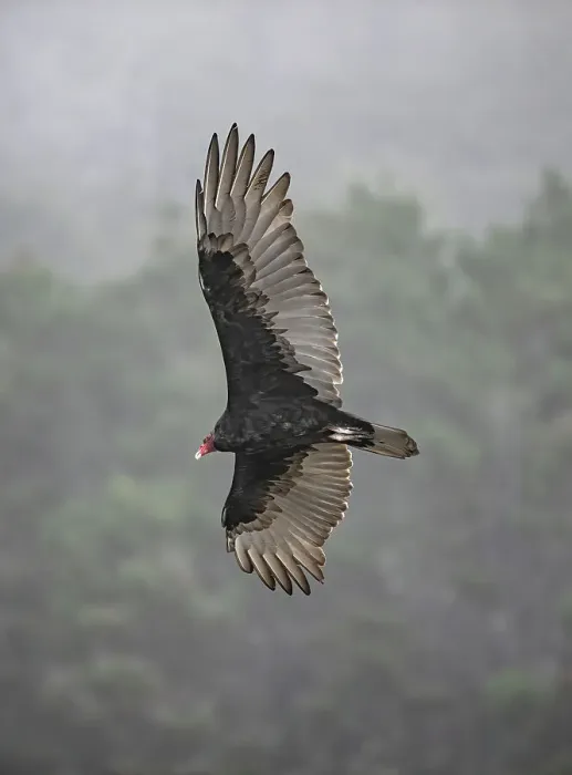 Framed Print : Turkey vulture spreads its mighty wings while hunting for carrion Framed Print : Turkey vulture spreads its mighty wings while hunting for carrion