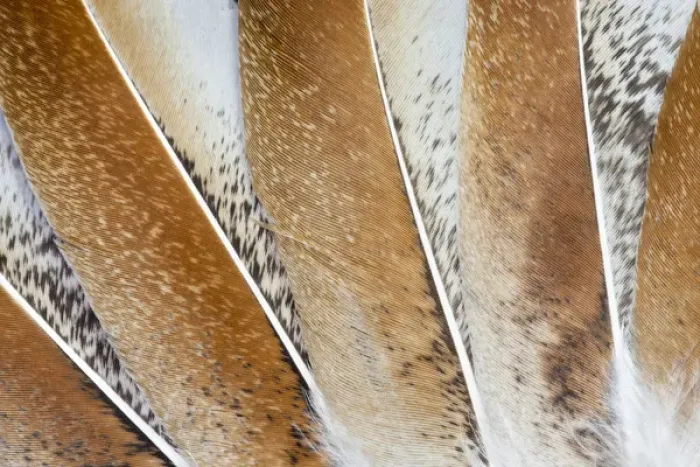 Framed Print : Turkey Wing feathers fanned out Framed Print : Turkey Wing feathers fanned out
