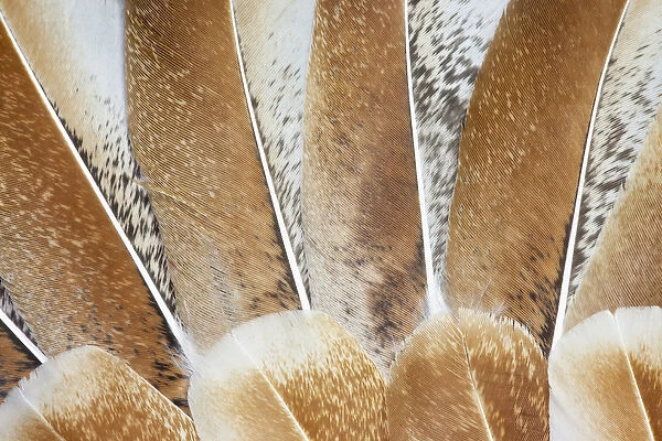 Turkey Wing feathers fanned out