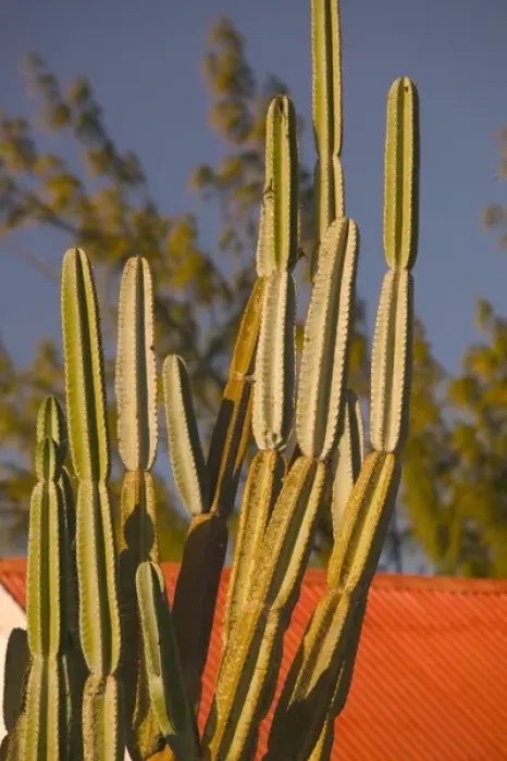 Framed Print : TURKS & CAICOS, Grand Turk Island, Cockburn Town Cactus on Front Street Framed Print : TURKS & CAICOS, Grand Turk Island, Cockburn Town Cactus on Front Street
