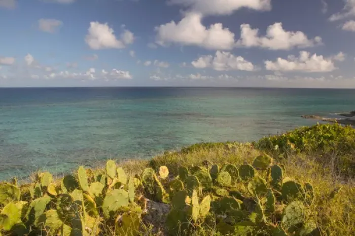 Framed Print : TURKS & CAICOS, Grand Turk Island, Northeast Point Ocean view with cactus Framed Print : TURKS & CAICOS, Grand Turk Island, Northeast Point Ocean view with cactus