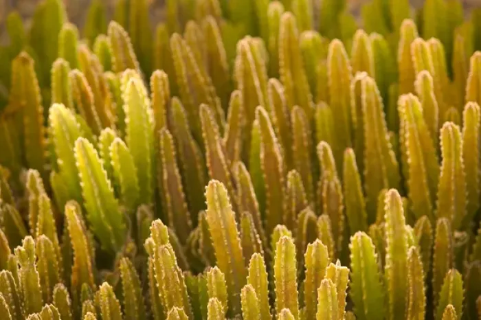Framed Print : TURKS & CAICOS, Grand Turk Island, Cockburn Town Decorative cactus detail Framed Print : TURKS & CAICOS, Grand Turk Island, Cockburn Town Decorative cactus detail