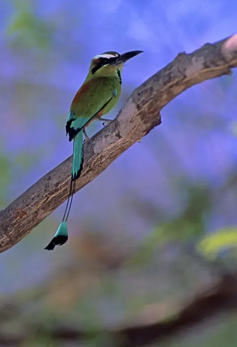 Framed Print : 06. Turquoise-browed Motmot, Eumonota superciliosa Framed Print : 06. Turquoise-browed Motmot, Eumonota superciliosa