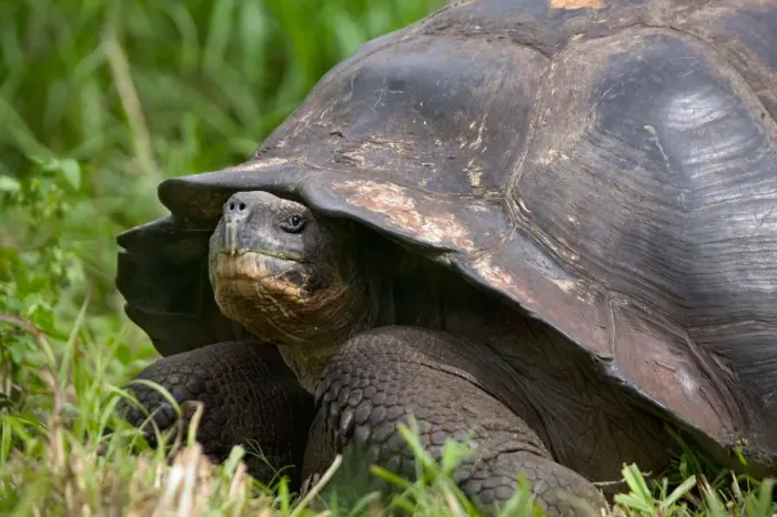 Framed Print : Turtle in the grass, Galapagos Islands, Equador